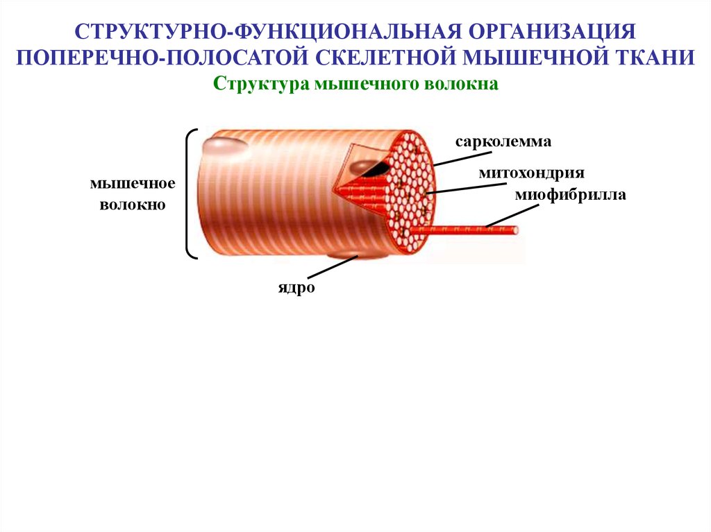 Строение скелетного мышечного волокна. Поперечно полосатая Скелетная ткань строение. Строение мышечного волокна поперечно-полосатой мышечной ткани. Скелетная мышечная ткань строение. Строение поперечно полосатого мышечного волокна.