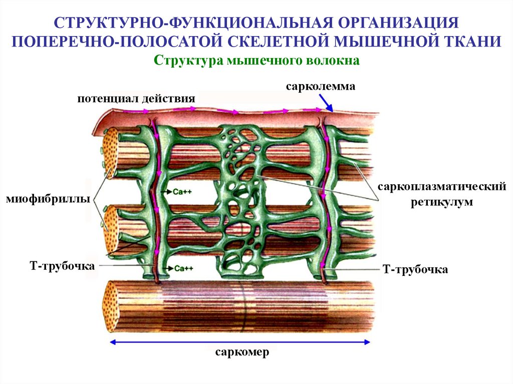 Структурные изменения ткани. Мышечная ткань строение саркомера. Риада скелетного мышечного волокна:. Каналы т системы мышечного волокна. Строение саркомера мышечного волокна гистология.
