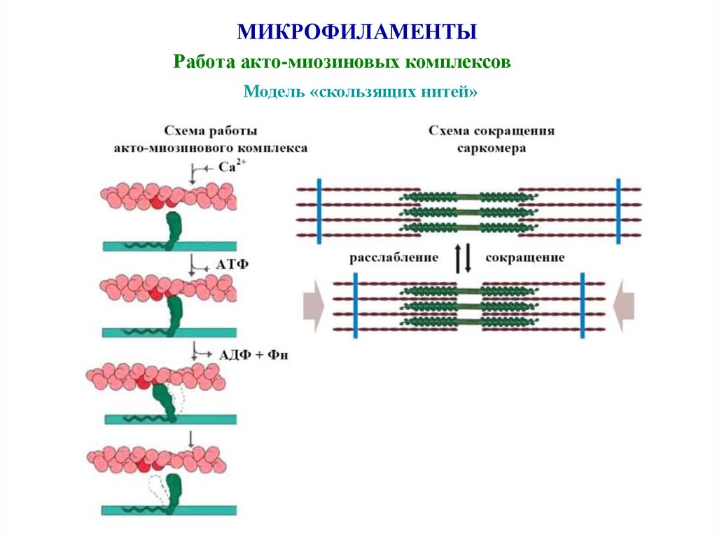 Механизм мышечной ткани