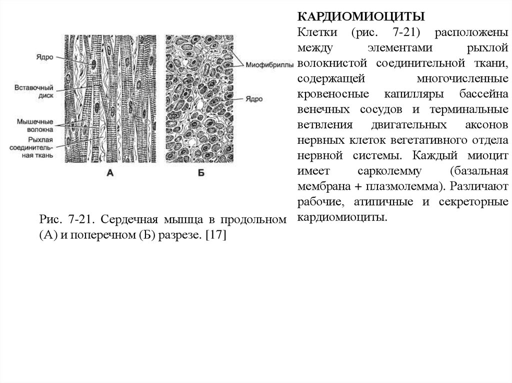 Кардиомиоциты. Миофибриллы кардиомиоцитов. Рабочие кардиомиоциты митохондрии. Ядра кардиомиоцитов располагаются. Секреторные кардиомиоциты форма.