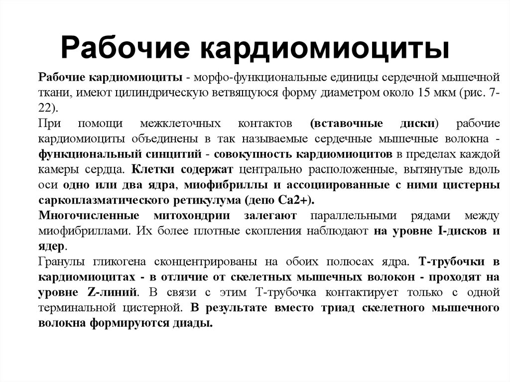 Кардиомиоциты. Проводящие кардиомиоциты функции. Рабочие кардиомиоциты. Рабочие и атипические кардиомиоциты. Характеристика типичных кардиомиоцитов.