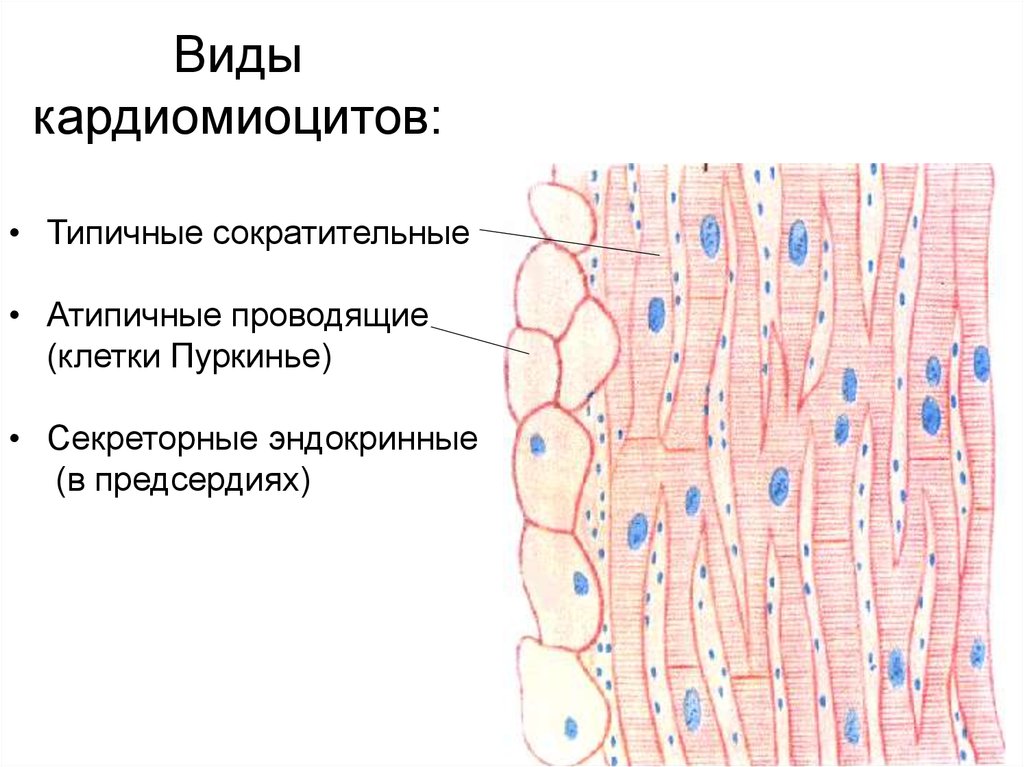 Сердечная мышечная. Проводящие кардиомиоциты гистология. Кардиомиоциты строение гистология. Типы проводящих кардиомиоцитов гистология. Строение проводящих кардиомиоцитов гистология.