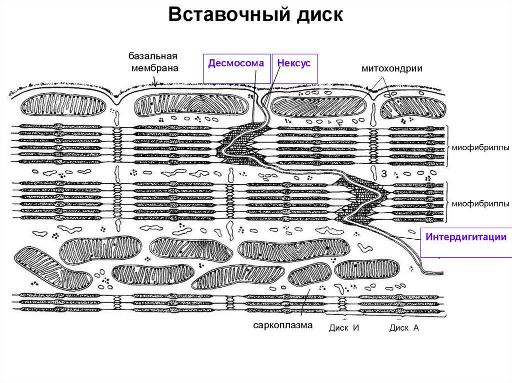 Строение кардиомиоцита схема