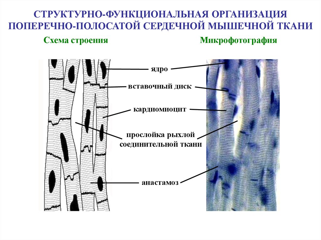 Поперечно сердечная. Строение сердечной мышечной ткани. Поперечно-полосатая сердечная мышечная ткань строение. Строение поперечно полосатой сердечной мышцы. Поперечнополосатая мышечная ткань строение.