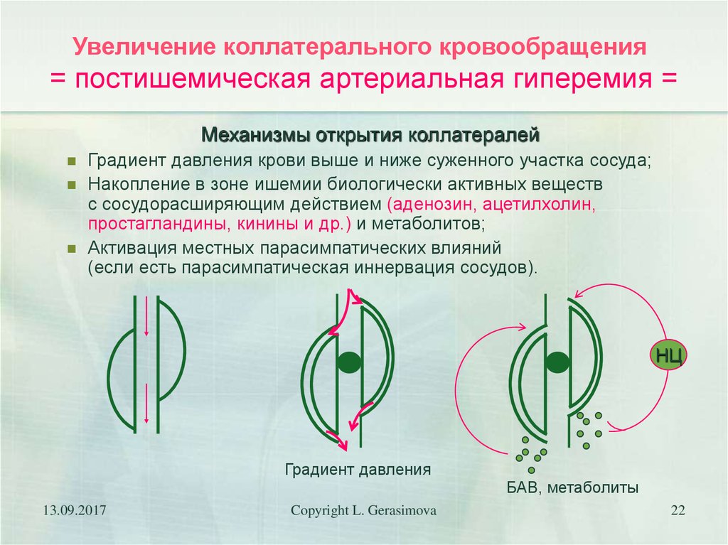 Схема коллатерального кровообращения с обозначениями