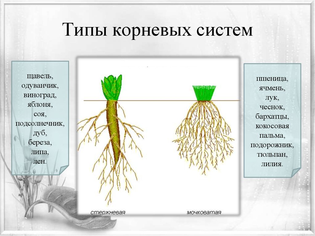 Какую часть корневой системы удаляют. Корневые системы растений 6 класс пшеница. Корневая система растений 5 класс биология. Мочковатая система корня у пшеницы. Типы корневых систем 6 класс биология.