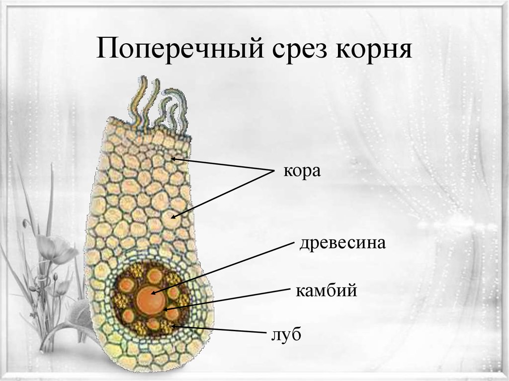 Поперечный срез корня в зоне всасывания