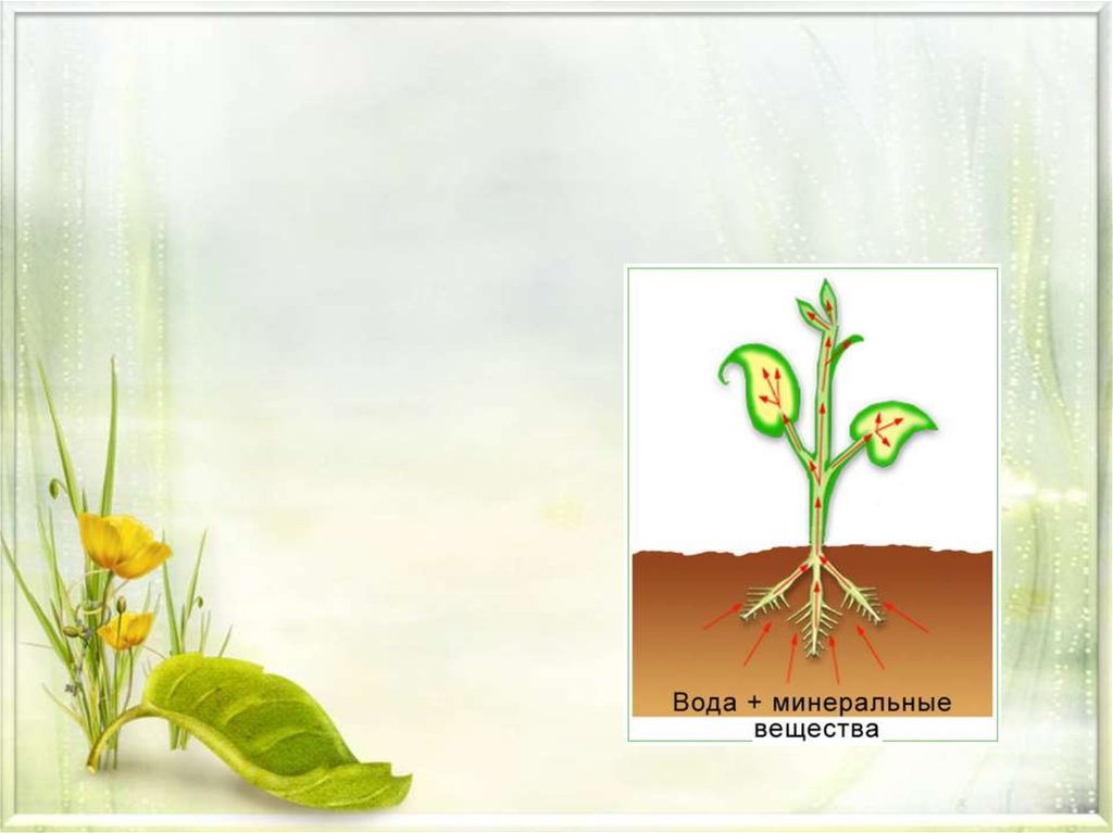 Организм цветкового растения презентация 3 класс гармония