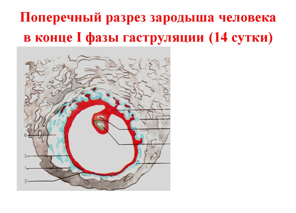 Зародыш человека схема