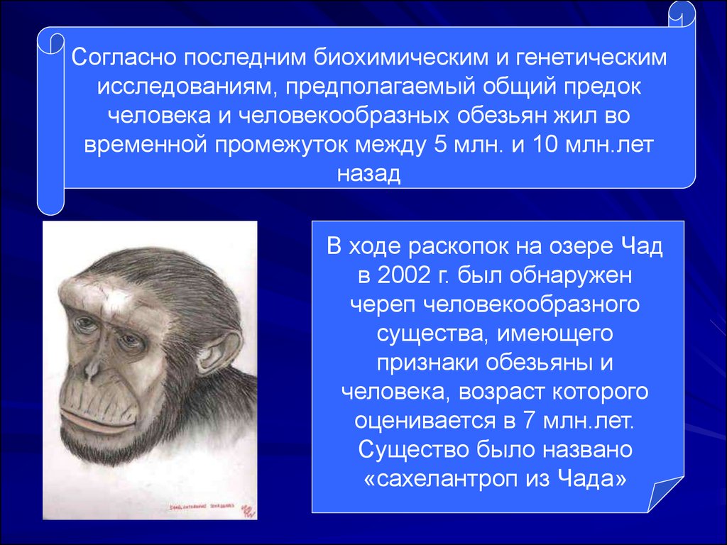 Деятельность человекообразных обезьян. Общий предок человека и человекообразных обезьян. Последний общий предок человека и обезьяны. Общий предок человека и шимпанзе. Предки человека и человекообразных обезьян.