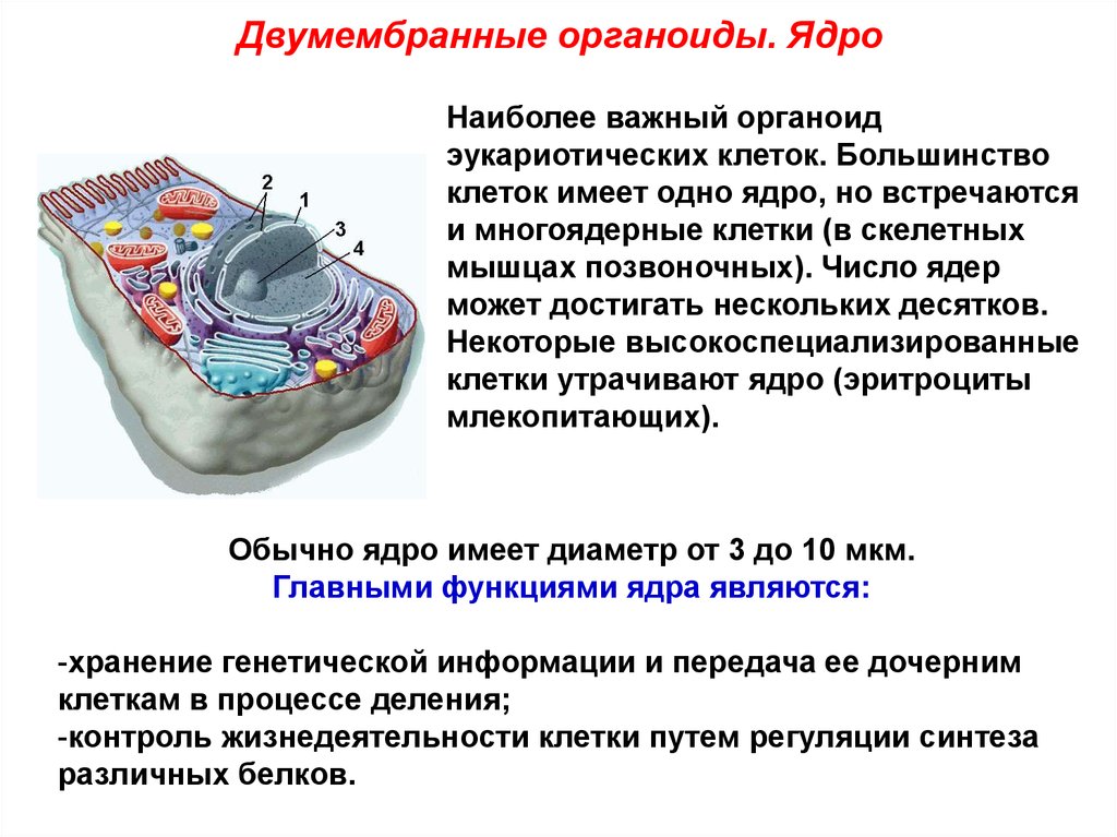 Рассмотрите изображение двумембранного органоида эукариотической клетки