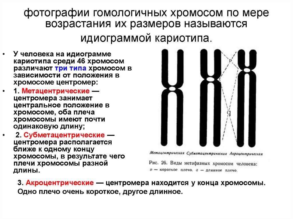 Последовательность генов в хромосоме. Акроцентрические хромосомы. Типы строения хромосом человека. Суб МЕТА И акроцентрические хромосомы. Основные формы хромосом.