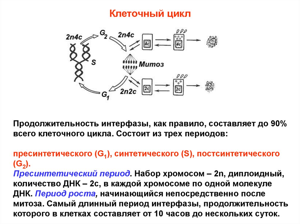 Количество днк соответствующее диплоидному набору днк. 2n набор хромосом. Набор хромосом в пресинтетическом периоде. Хромосомы в пресинтетическом периоде. Постсинтетический период набор хромосом.