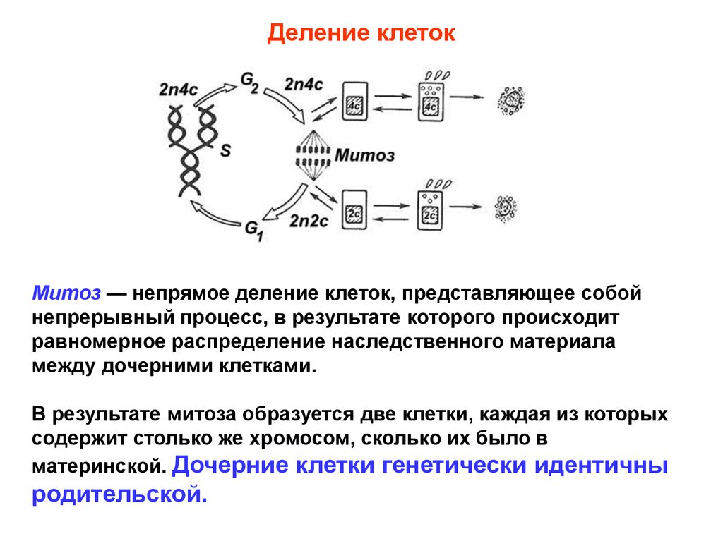 Дочерние клетки идентичны родительской. Большинство клеток имеет. Равномерное распределение генетического материала. Распределение дочернего материала между клетками.
