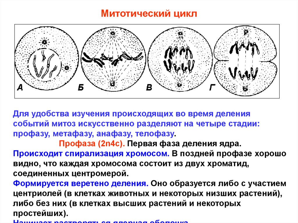 В профазе происходит спирализация хромосом. Клеточный и митотический циклы. Фазы митотического цикла. Митотическое деление. Митотическое деление ядра.