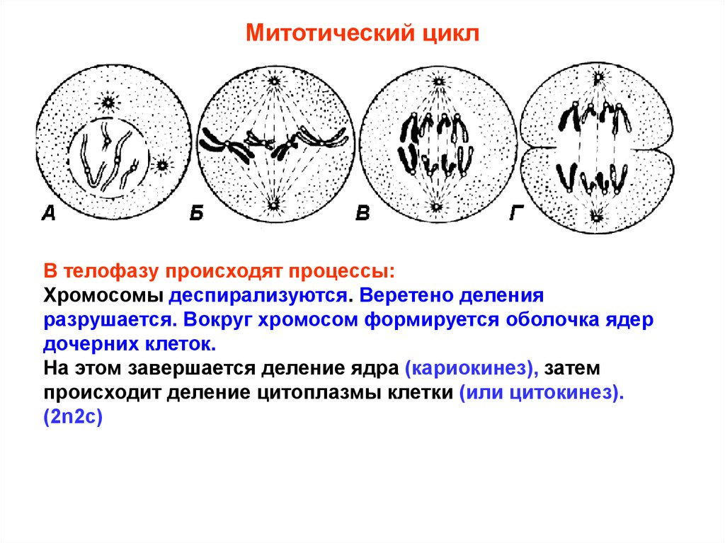 Большинство клеток. Деление ядра кариокинез. Деление эукариотических клеток. Вокруг хромосом формируется оболочка ядер дочерних клеток это. Телофаза процессы.