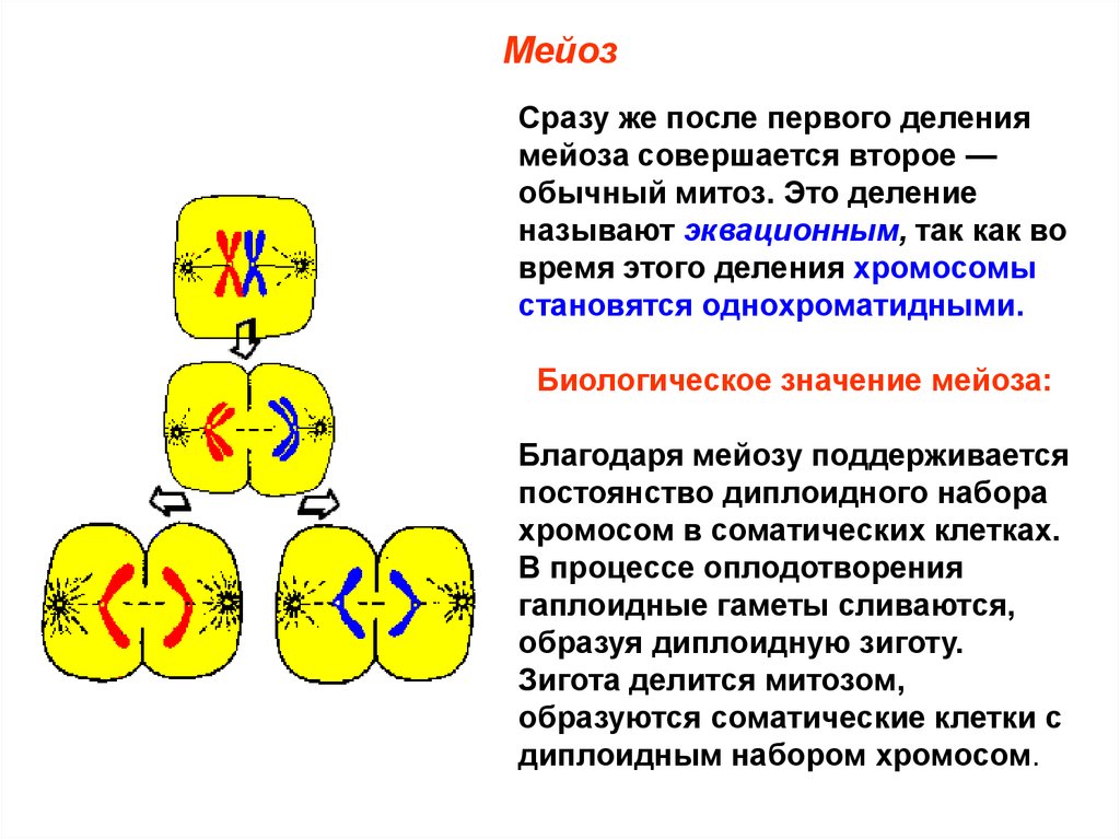 Набор хромосом после первого деления мейоза. Редукционное и эквационное деление мейоза. Однохроматидные хромосомы в митозе. Второе эквационное деление мейоза. Дочерних клетках любого организма при митозе образуется