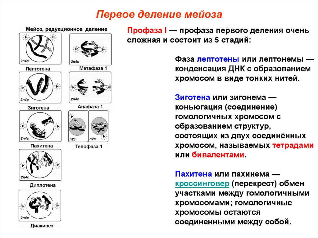 Тетрады в мейозе