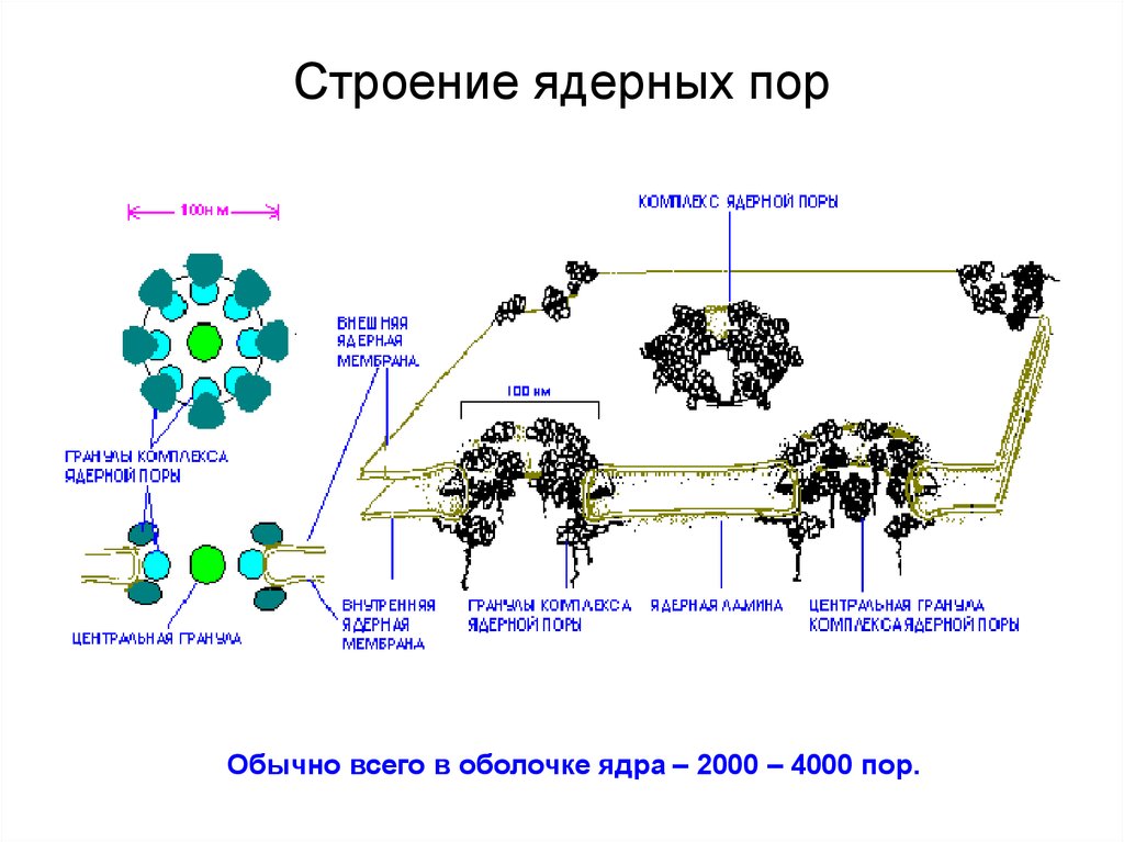 Комплекс ядра. Строение ядерного порового комплекса. Строение порового комплекса ядерной поры. Схема поровый комплекс ядерной оболочки. Строение порового комплекса ядра.