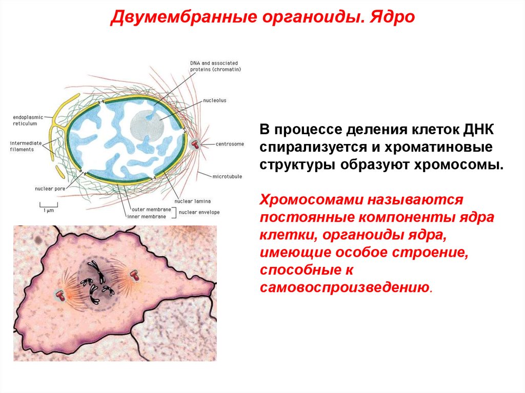 К двумембранным органоидам клетки относятся. Двумембранные органоиды ядро строение. Ядрышко двумембранный органоид. Двумембранные органоиды клетки ядро. Органоиды клетки ядро.