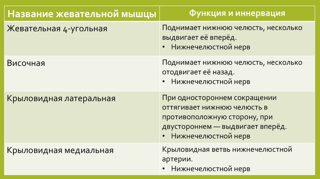 Функция лица. Жевательные мыщца функции. Функции жевательных мышц головы. Основные жевательные мышцы функции. Жевательные мышцы прикрепление и функции.