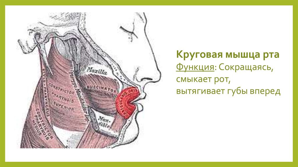Губы мышцы рта. Круговая мышца рта анатомия.