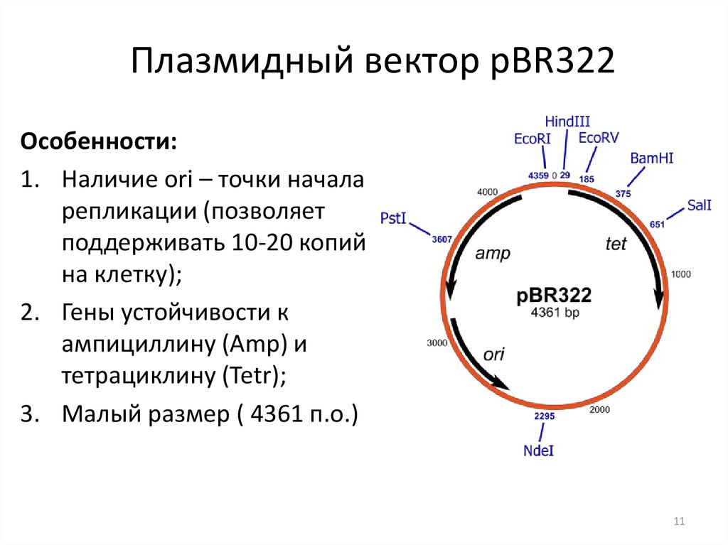 Элементы плазмид