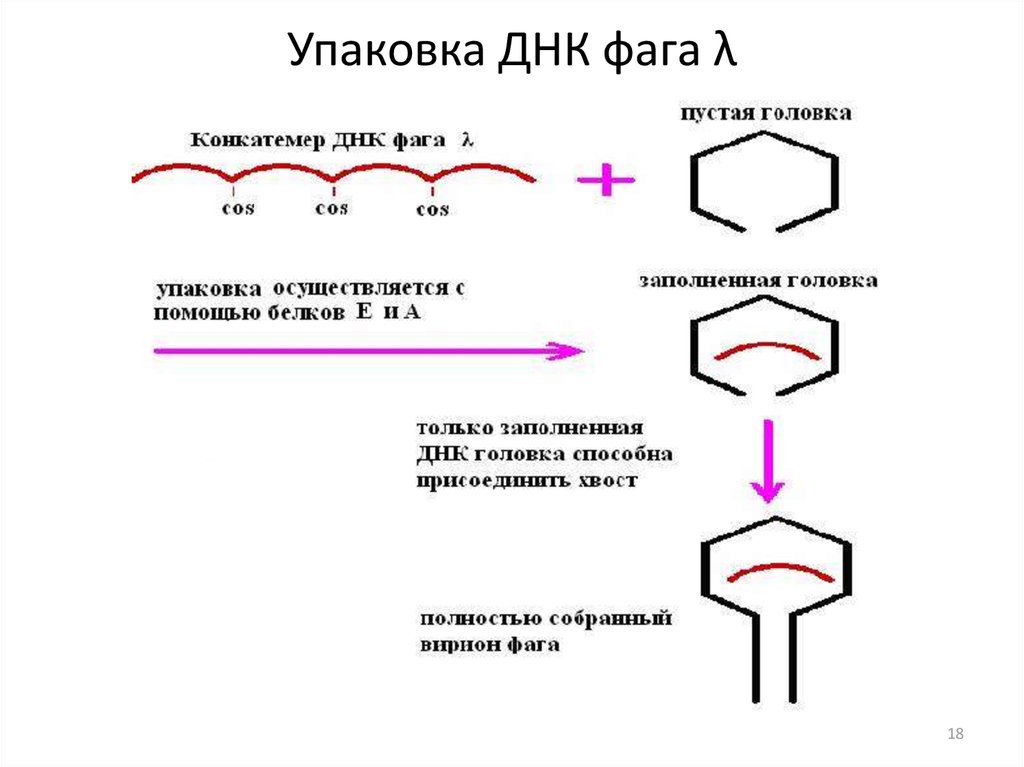 Ранние гены фага лямбда