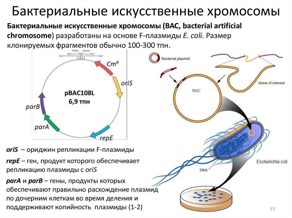 Плазмиды дрожжей. Плазмида бактериальной клетки. Искусственные хромосомы бактерий. Бактериальная хромосома. Хромосомы и плазмида в бактерии.