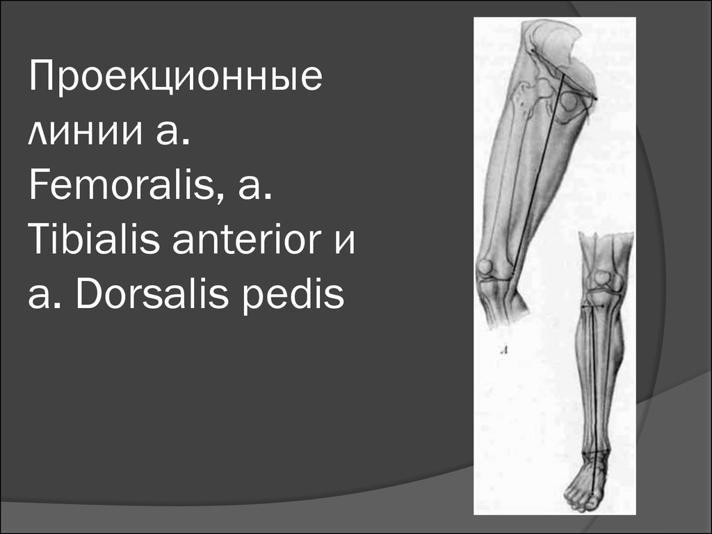 Проекционная линия бедренной артерии. Проекционная линия a Tibialis anterior. Артерия тибиалис Антериор проекционная линия. Проекционная линия a dorsalis pedis. A Tibialis anterior проекция.