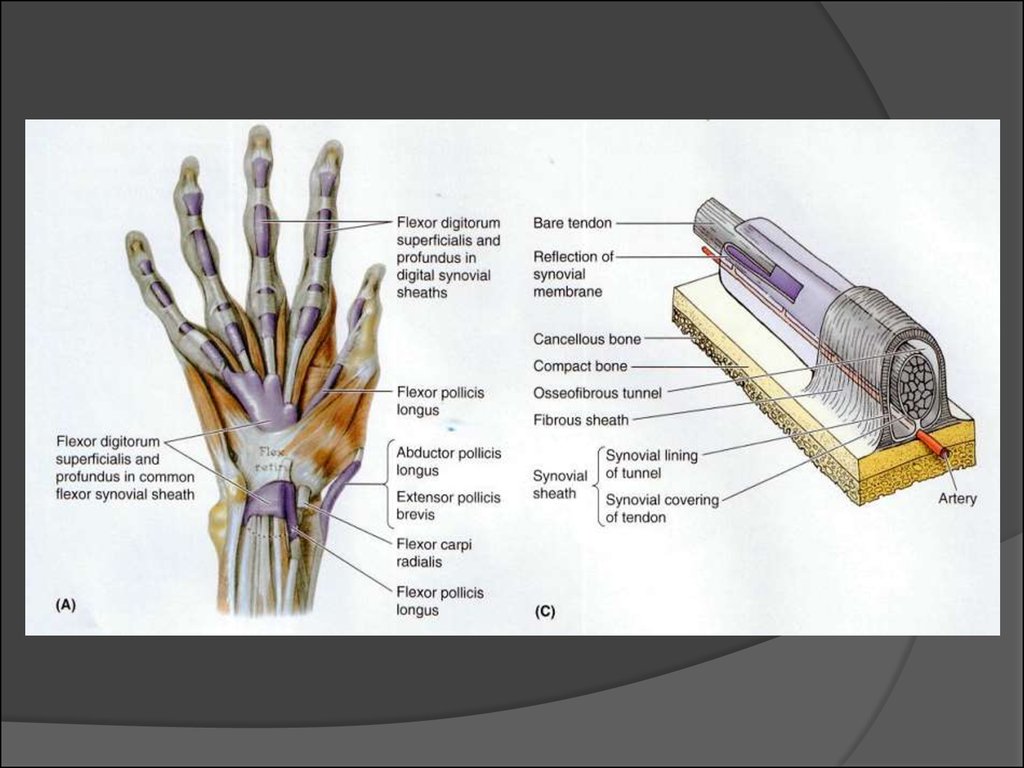 Montagem vozes profundus. Flexor digitorum Profundus функция. Гнойная хирургия конечности. M Flexor digitorum Profundus функция. M Flexor digitorum superficialis.