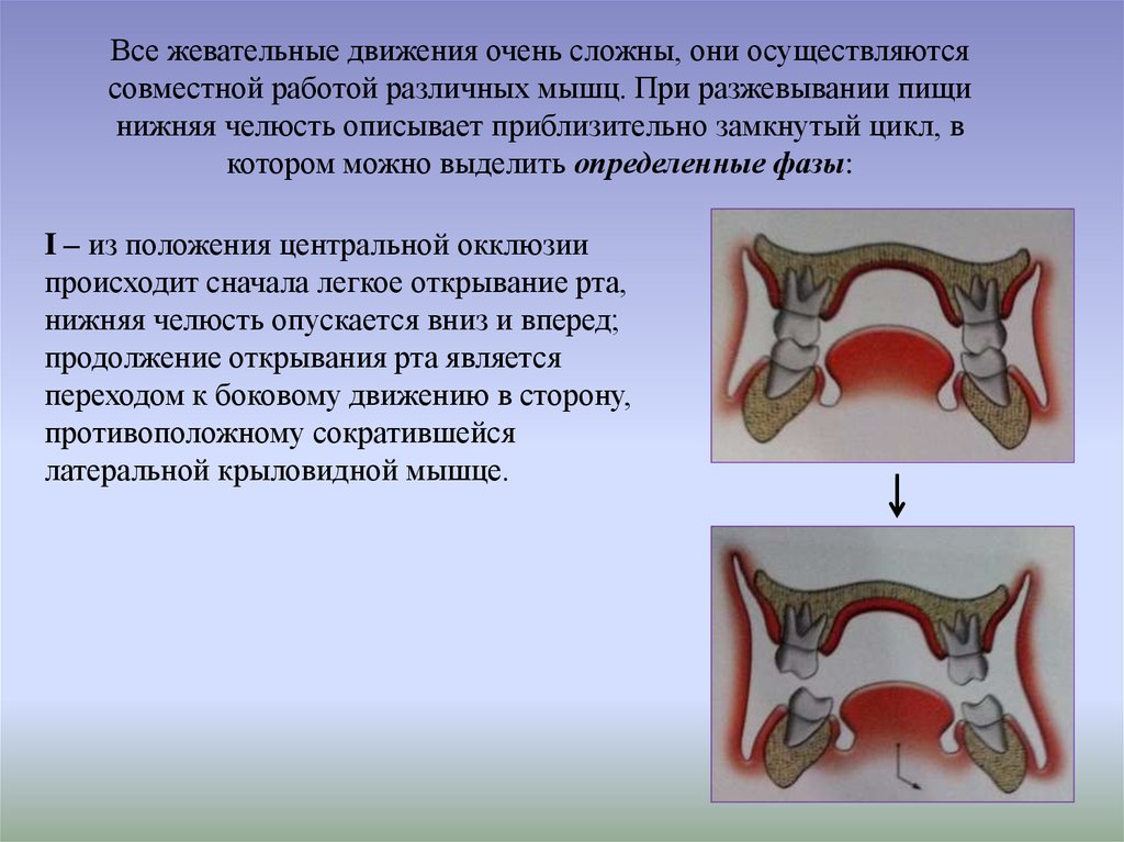 Центральная окклюзия и центральное соотношение. Фазы жевательных движений нижней челюсти. Окклюзионные движения нижней челюсти. Биомеханика нижней челюсти и фазы жевательного цикла. Нижней челюсти фазы жевательного цикла.