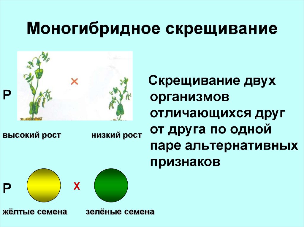 Моногибридное скрещивание это схема