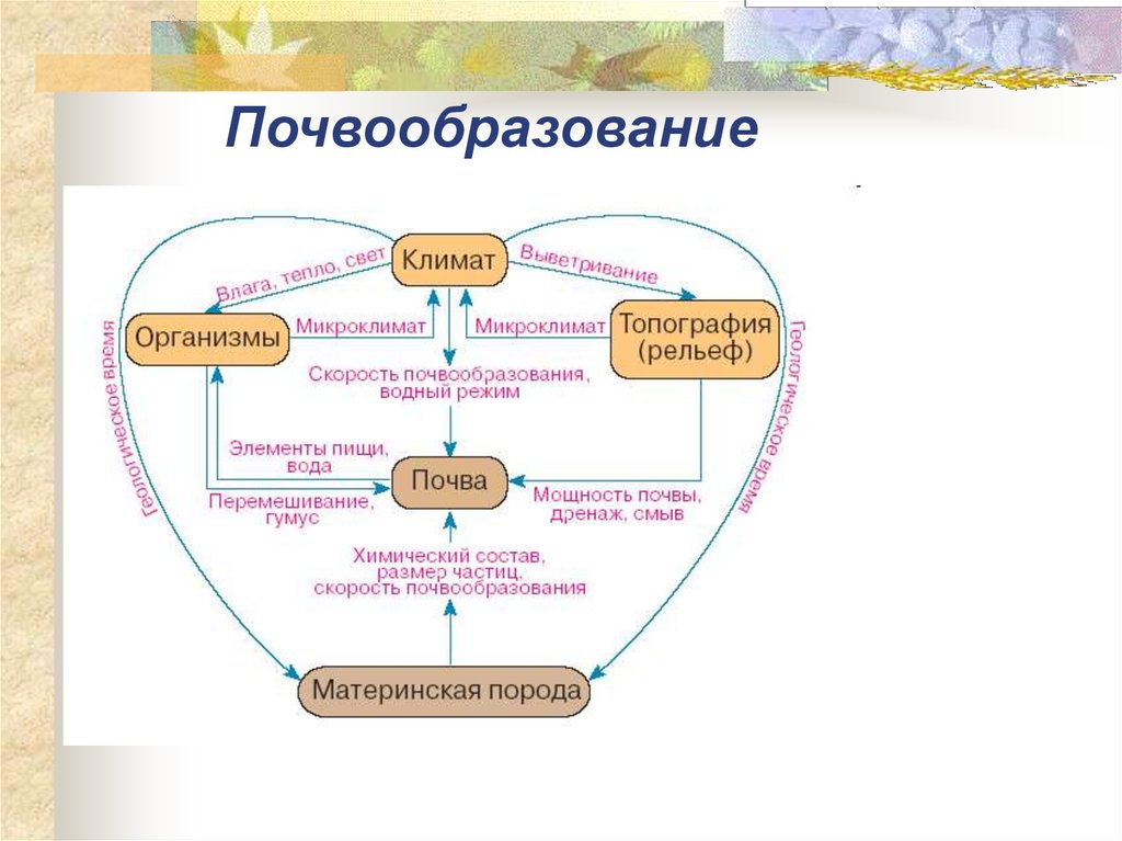 Общая схема почвообразовательного процесса факторы почвообразования