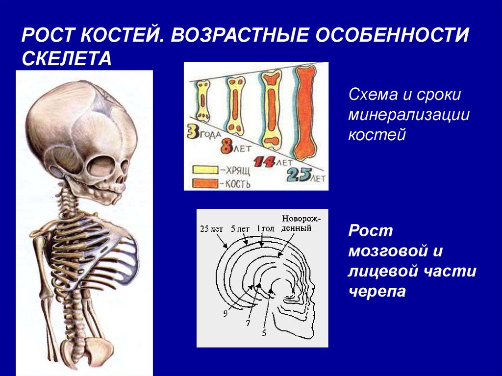 Особенности формы скелета. Возрастные изменения скелета туловища. Возрастные особенности костей. Возрастные особенности скелета ребенка. Возрастные особенности развития скелета туловища.