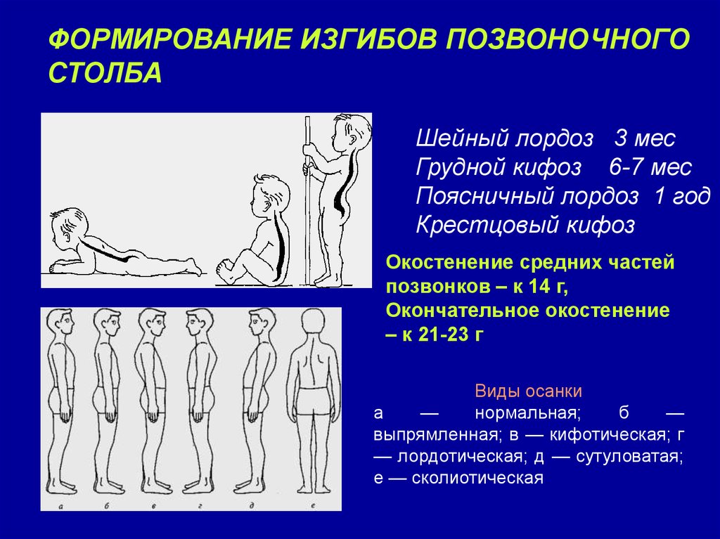 Развитие изгибов позвоночника. Сроки формирования изгибов позвоночника. Формирование изгибов позвоночного столба. Формирование физиологических изгибов позвоночника. Этапы формирования изгибов позвоночника.