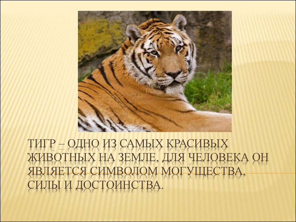 Проект по биологии 5 класс на тему амурский тигр царь сибири