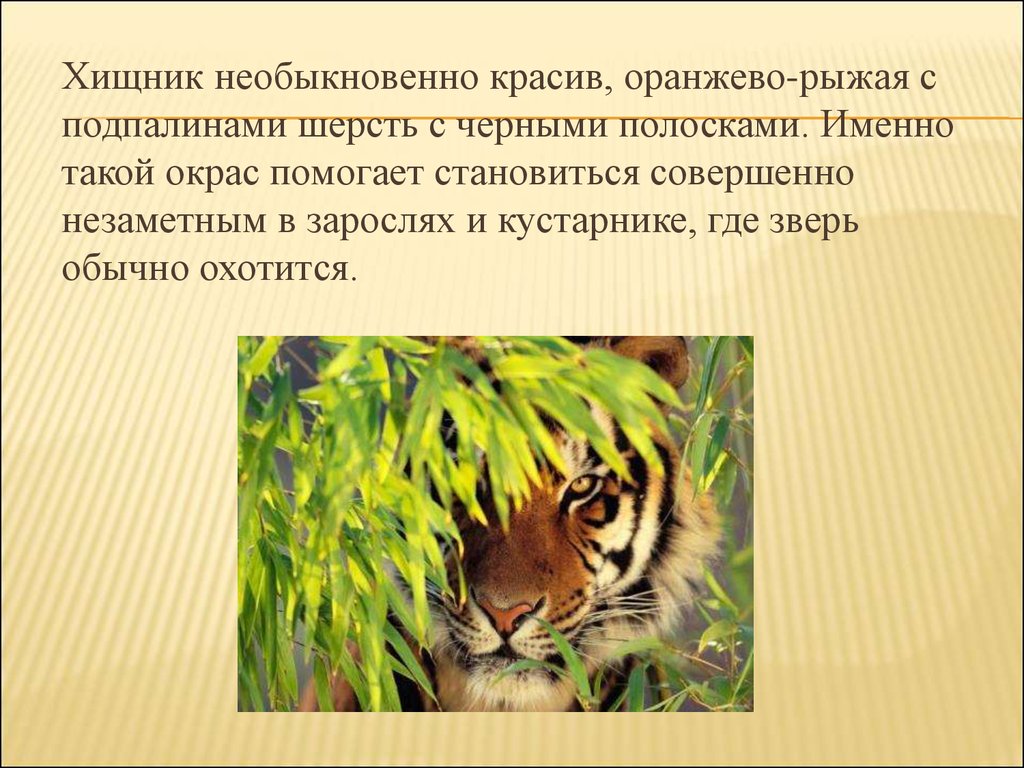 Амурский тигр сообщение 4 класс. Тигр презентация 4 класс. План про Амурского тигра. Тигр презентация 3 класс. План сообщения о Амурском Тигре.