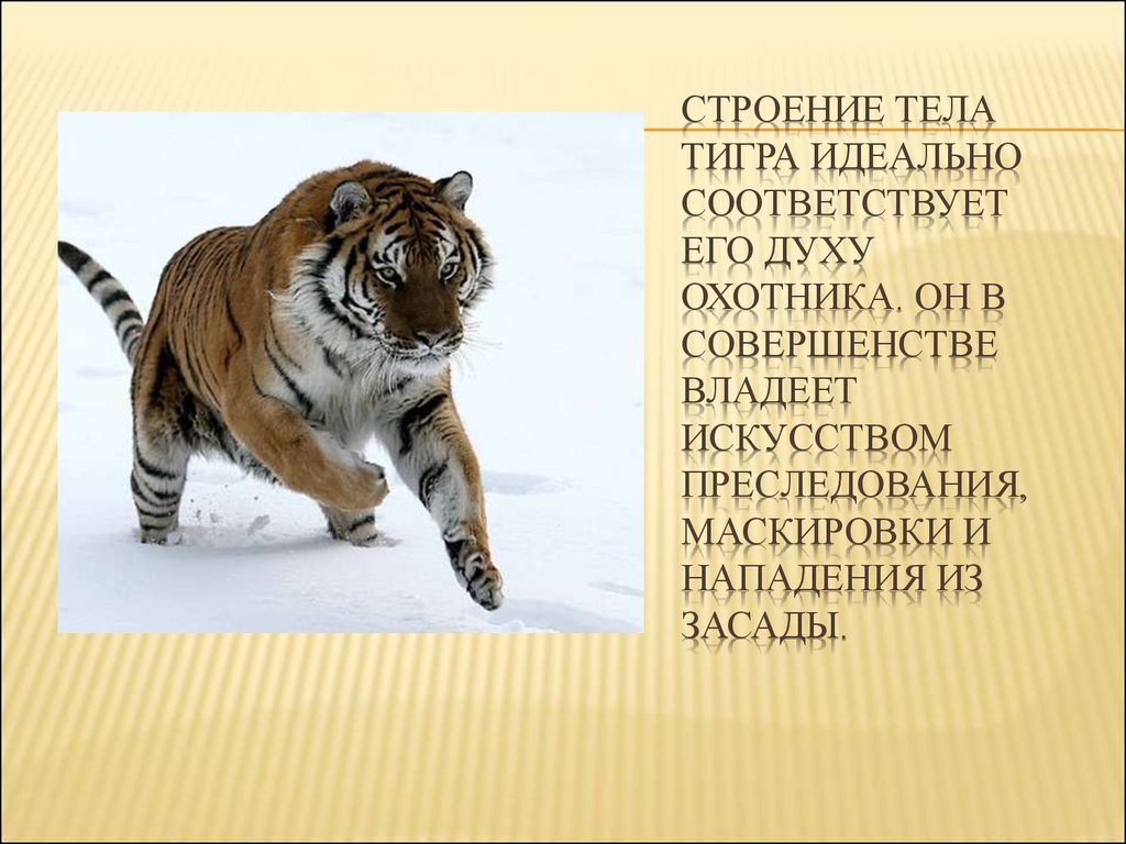 Какие особенности внешнего строения тигра. Проект Амурский тигр 3 класс окружающий мир. Амурский тигр презентация. Презентация о Тигре. Тигр для презентации.