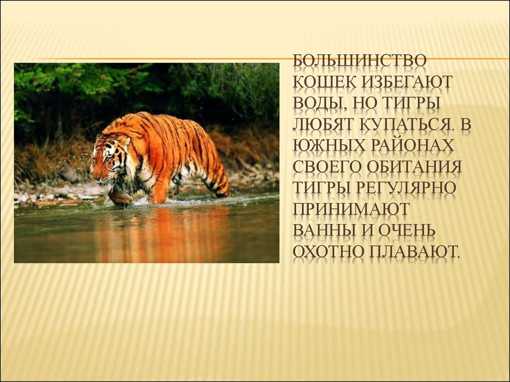 Легенда о животном 2 класс окружающий. Рассказать о Тигре. Рассказ про тигра. Амурский тигр презентация.