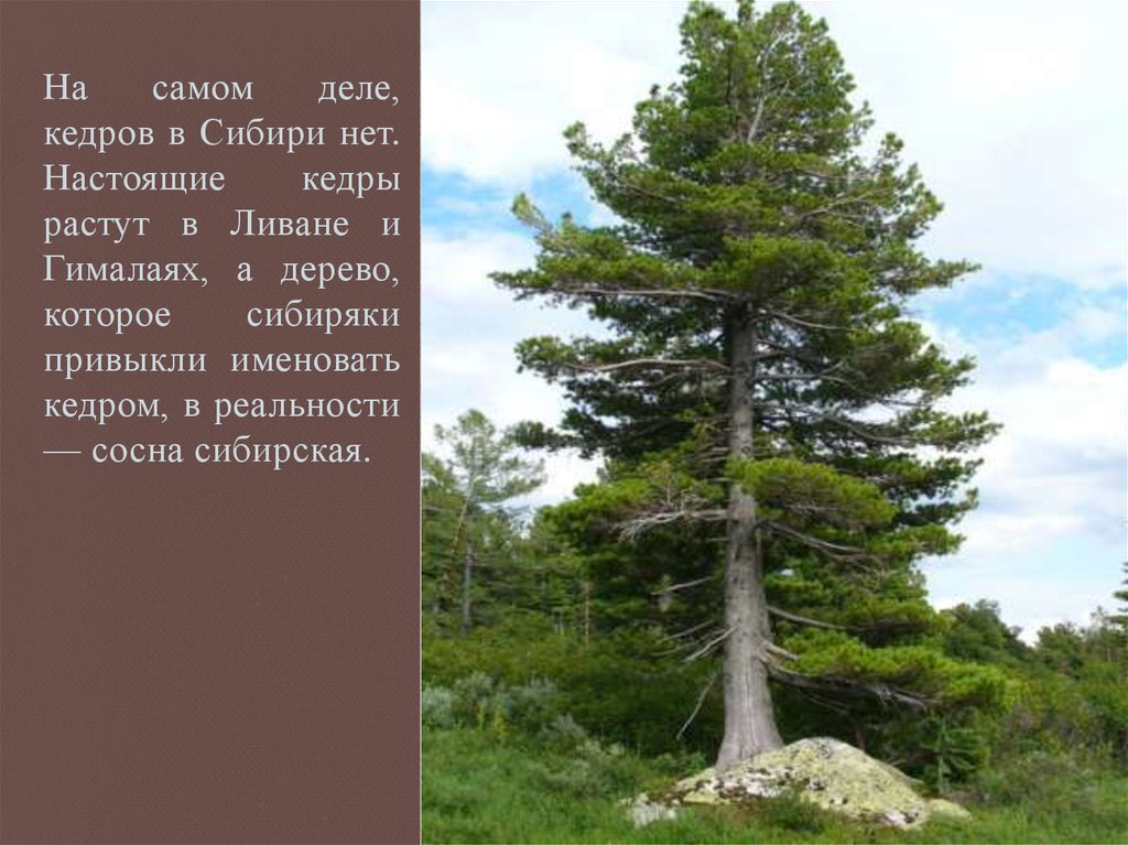 Сибирская сосна растет. Сосна Сибирская Кедровая высота. Кедр дерево Сибирь. Сибирский кедр высота дерева.