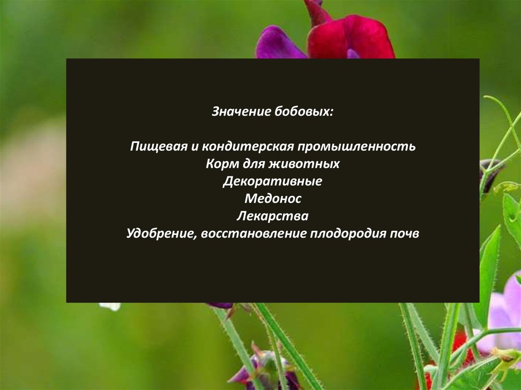 Значение бобовых. Практическое значение бобовых. Значение бобовых в жизни человека. Значение фасолины.