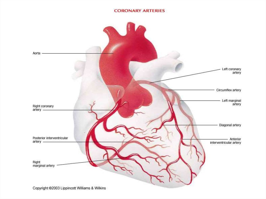 Артериальное сердце. Коронарные артерии сердца схема. Кровоснабжение сердца венечные. Кровоснабжение сердца коронарные артерии. Кровоснабжение венечными артериями.