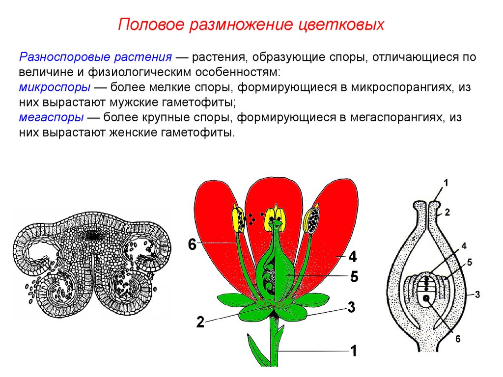 Есть ли половое размножение у растений. Микроспоры и мегаспоры. Микроспора покрытосеменных. Гаметофит покрытосеменных растений. Половом размножении цветковых растений.