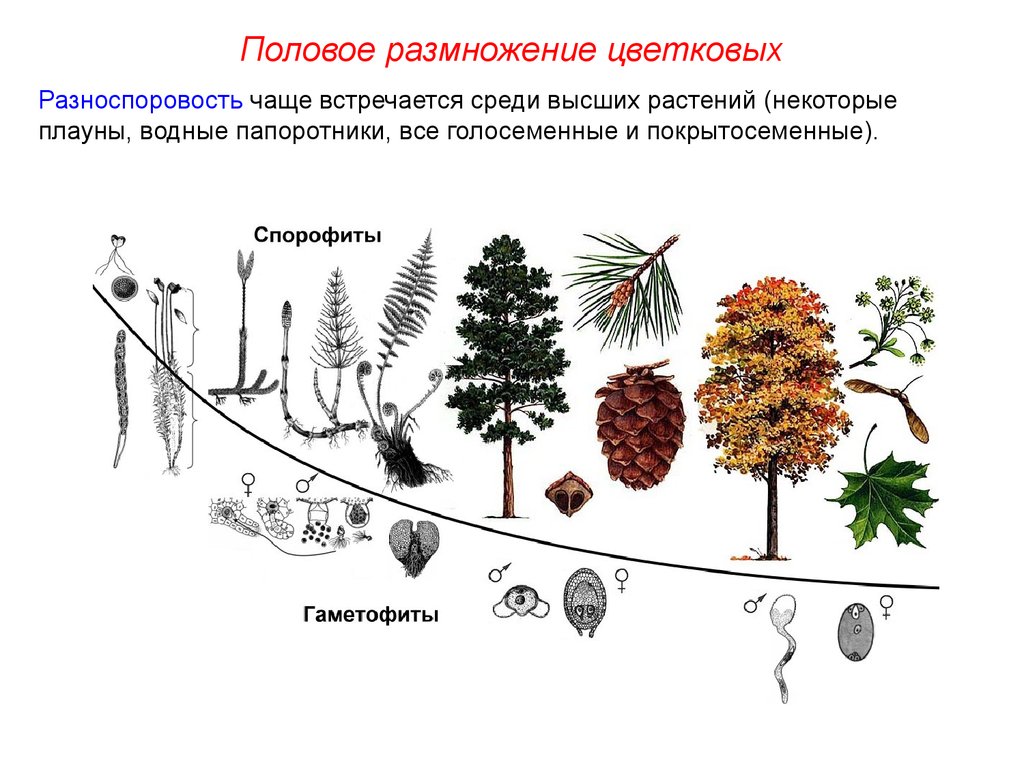 На этой структуре развивается несколько гаметофитов. Эволюция гаметофита растений. Эволюция гаметофита и спорофита схема. Жизненные циклы растений гаметофит и спорофит. Чередование поколений спорофита и гаметофита.
