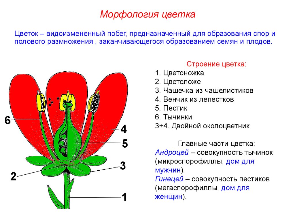 Строение цветка соцветие 6 класс. Строение цветка и типы соцветий. Строение соцветия растения. Морфология и анатомия цветка. Морфология растений таблица.