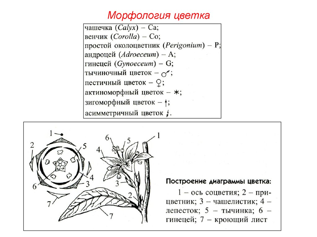 10 формула цветка. Формула цветка ботаника. Формула и диаграмма цветка обозначения. Морфология цветка формула. Диаграмма цветка подсолнечника.