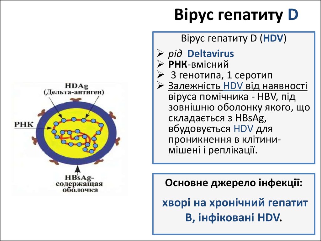 Вірус гепатиту D