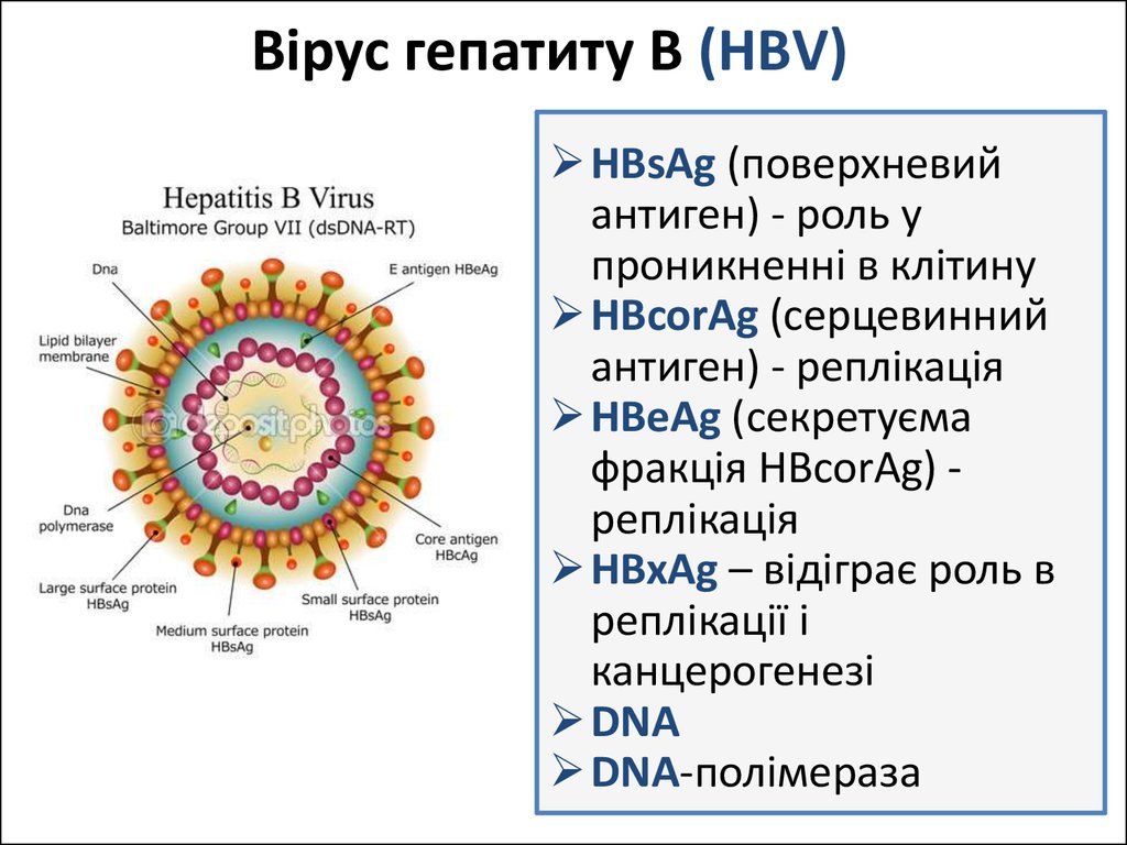 Вірус гепатиту В (HВV)