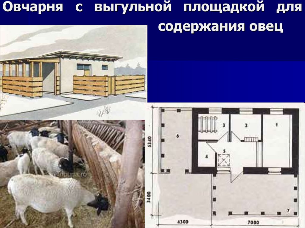 Овчарня с выгульной площадкой для содержания овец